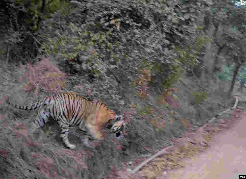 بھارت میں ایک ٹائیگر اپنے شکار کی تلاش میں جا رہا ہے۔