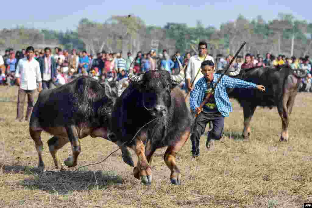 Buffalo owners try to control their buffalos during a traditional buffalo fight held as part of Bhogali Bihu festival in Boidyabori village, about 80 kilometers from Guwahati.