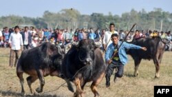 Buffalo owners try to control their buffalos during a traditional buffalo fight held as part of Bhogali Bihu festival in Boidyabori village, about 80 kilometers from Guwahati.