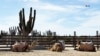 ARCHIVO - Camellos descansan de su jornada laboral en el Rancho San Cristóbal, Los cabos, México. (Paula Díaz/VOA)