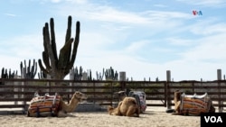 ARCHIVO - Camellos descansan de su jornada laboral en el Rancho San Cristóbal, Los cabos, México. (Paula Díaz/VOA)