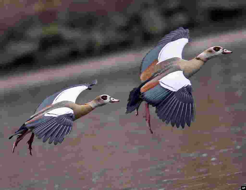 Egyptian geese fly over a pond in Frankfurt, Germany.