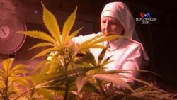 SHORT VIDEO: Միանձնուհիները մարիհուանա են աճեցնում