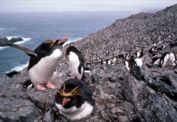 FILE - Macaroni penguins in the colony of some 2.5 million breeding pairs are seen on the island of South Georgia in the South Atlantic, Aug. 2, 1999.