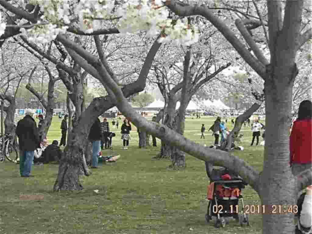 فستیوال شکوفه های گیلاس در واشنگتن ۲۰۱۱