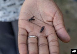 A worker holds two black soldier flies at a maggot breeding center in Chinhoyi, Zimbabwe, on Oct. 19. 2024. The black soldier fly originates in tropical South America and, unlike the house fly, is not known to spread disease.