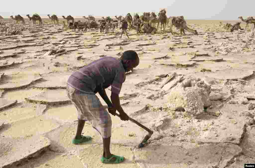 کرہ ارض پر گرم و سخت ترین آب و ہوا رکھنے والے صحراؤں میں سے ایتھوپیا کا دانکل صدیوں سے نمک کے تاجروں کی توجہ کا مرکز رہا ہے۔