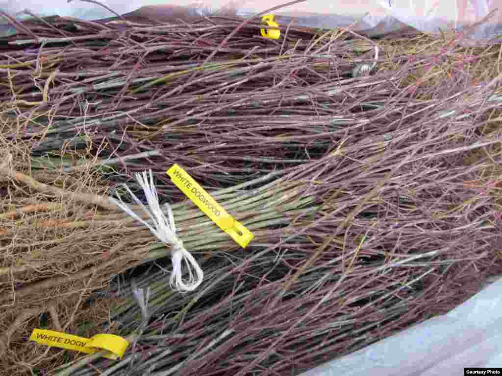 BiodiversiTree includes 16 tree species native to North America, including this White Dogwood. (SERC) 