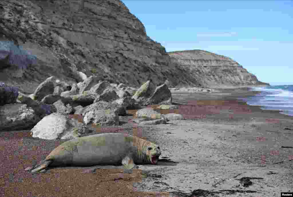 Los llamados microplásticos pueden pasar a los humanos luego ser ingeridos por los animales y plantas marinos, agrega el experto.&nbsp;