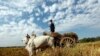 'Make Hay While the Sun Shines'