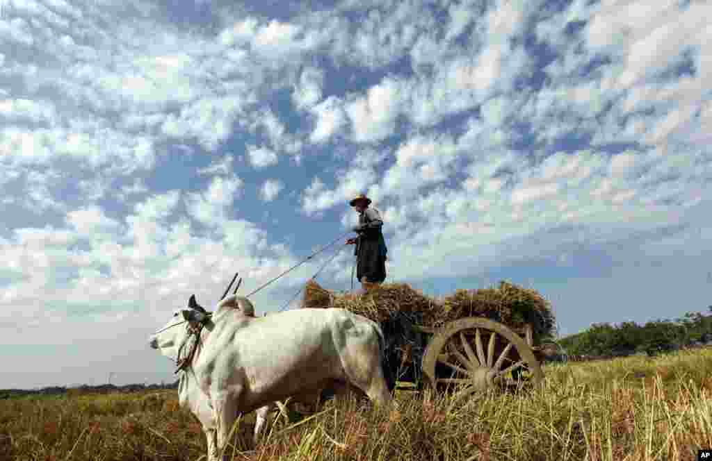 A farmer guides his cows as they pull a cart loaded with hay in his paddy field in Naypyitaw, Myanmar.