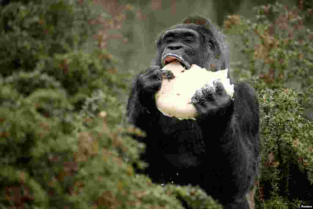 The gorilla &quot;Fatou&quot; eats a birthday cake at the Berlin Zoo, Germany.