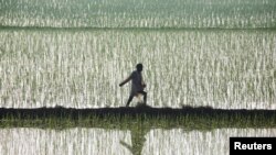 FILE - A farmer spreads fertilizer in a paddy field at Traouri village, Haryana state, India.