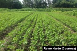 Lahan pertanian organik Gubuk Lazaris, Pare, Kediri ditanami tanaman kedelai (Foto: Courtesy/Romo Hardo)