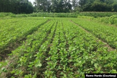 Lahan pertanian organik Gubuk Lazaris, Pare, Kediri ditanami tanaman kedelai (Foto: Courtesy/Romo Hardo)