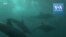 Un festin pour les requins pendant la "sardine run"