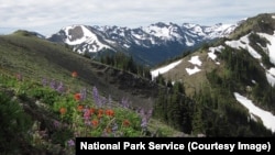 Hurricane Ridge