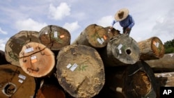 FILE - A worker marks timber logs at a concession area in the Miri interior, eastern Malaysian Borneo state of Sarawak.