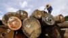 FILE - A worker marks timber logs at a concession area in the Miri interior, eastern Malaysian Borneo state of Sarawak.