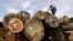 FILE - A worker marks timber logs at a concession area in the Miri interior, eastern Malaysian Borneo state of Sarawak.