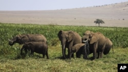 Elephants are seen during the annual wildlife count at Lewa Wildlife Conservancy, Northern Kenya, Feb. 27, 2025.