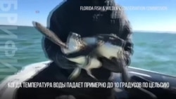Внимание, черепахи!