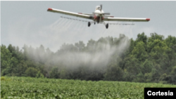 El gobierno colombiano aspira a reiniciar en los próximos días la aspersión aérea con glifosato a los cultivos ilícitos en el país.[Fuente: Policía Antinarcóticos]