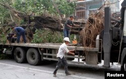 Tuyệt đại đa số các cây đã bị đốn đều là cổ thụ còn sống, không bị bệnh, tức không thuộc diện bị chặt hạ.