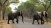 Une touriste allemande meurt piétinée par un éléphant au Zimbabwe