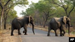 Zimbabwe Elephants to China