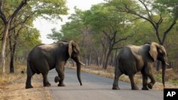Slonovi u rezervatu u Kini (Foto: AP/Tsvangirayi Mukwazhi)