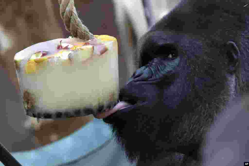 A western lowland gorilla Richard eats ice cream, prepared from fruits, for the gorillas to cool down during a heat wave at Prague Zoo, Czech Republic.