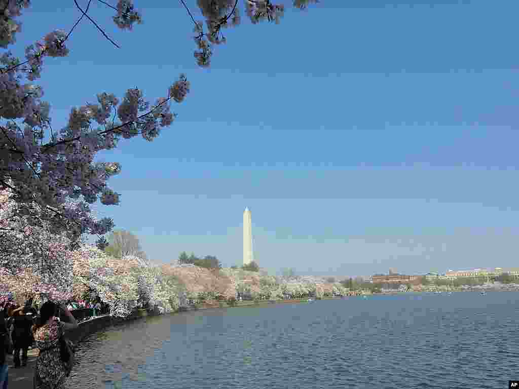 Cherry blossoms along the tidal basin, with the Washington Monument in the background. (VOA-Z. Hoke)
