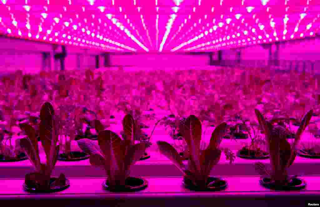 A four-level, 30-square-meter farming technology container is lit by LED lights outside a store of IKEA, the world&#39;s biggest furniture group in Kaarst near Duesseldorf, Germany, April 3, 2019.