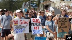 澳大利亚首都悉尼的民众2014年2月1日在曼利海滩，手持标语牌，抗议西澳大利亚州政府捕杀鲨鱼的政策。