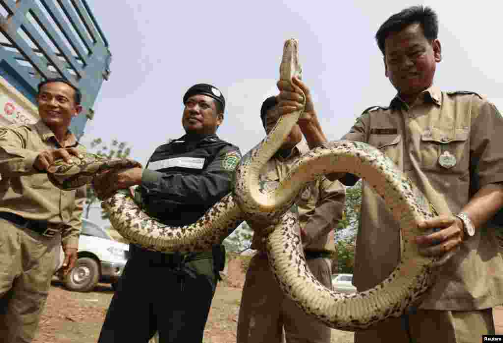 Cambodian police officers hold a python before handing it to members of the NGO WildAid, after it was recovered from smugglers, in Kandal province, outside Phnom Penh.