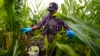 FILE - Farmer Sylvain Bukasa, a refugee from Democratic Republic of the Congo, harvests corn on his plot at Fresh Start Farm, Aug. 19, 2024, in Dunbarton, NH.