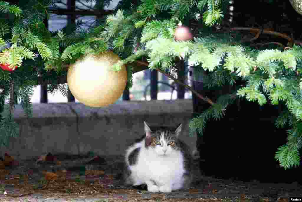 A cat sits under the Downing Street Christmas tree, in London, Britain.