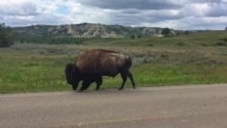 Herds of bison and horses roam through national parks in North Dakota