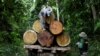 Brasil reduce emisiones de deforestación