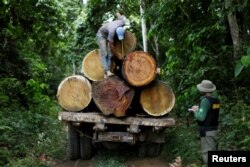 A Brazilian Institute for the Environment and Renewable Natural Resources agent measures a tree trunk during an operation to combat illegal mining and logging in the municipality of Novo Progresso, Para State, northern Brazil, Nov. 11, 2016.