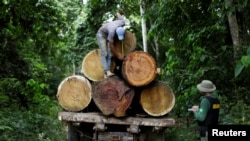 Un agente del Instituto Brasileño del Medio Ambiente y Recursos Naturales Renovables mide un tronco de árbol durante la extracción ilegal y la tala en el municipio de Novo Progresso, estado de Pará, norte de Brasil, el 11 de noviembre de 2016.