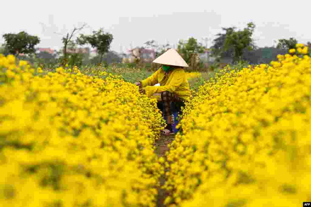 A farmer harvests chrysanthemums in Hung Yen province, Vietnam.