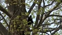 Медведь на дереве