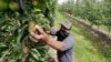 Archivo. El trabajador de un huerto Francisco Hernández recoge manzanas en un huerto en Yakima, estado de Washington, EE. UU. junio de 2020.
