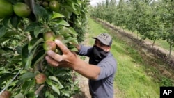 Archivo. El trabajador de un huerto Francisco Hernández recoge manzanas en un huerto en Yakima, estado de Washington, EE. UU. junio de 2020.