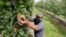 Archivo. El trabajador de un huerto Francisco Hernández recoge manzanas en un huerto en Yakima, estado de Washington, EE. UU. junio de 2020.