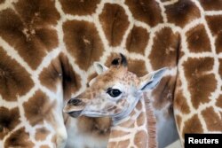 A female Rothschild giraffe, named Sandy Hope, stands next to it's mother at the LEO Zoological Conservation Center in Greenwich, Connecticut, April 2, 2013.