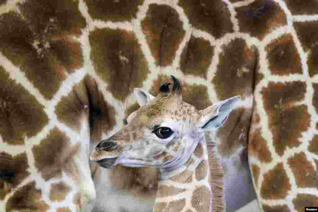 A female Rothschild giraffe, named Sandy Hope, stands next to it&#39;s mother at the LEO Zoological Conservation Center in Greenwich, Connecticut. 