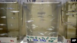 FILE - Zebrafish in water at the University of Wisconsin Milwaukee Water Development Institute. Scientists found zebrafish are capable of activating an enzyme that bost their vision.